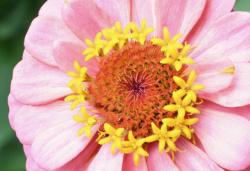 Blume Test