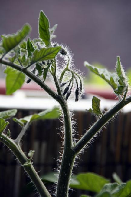 Haarige Tomatenblüten Haarige Tomatenblüten
