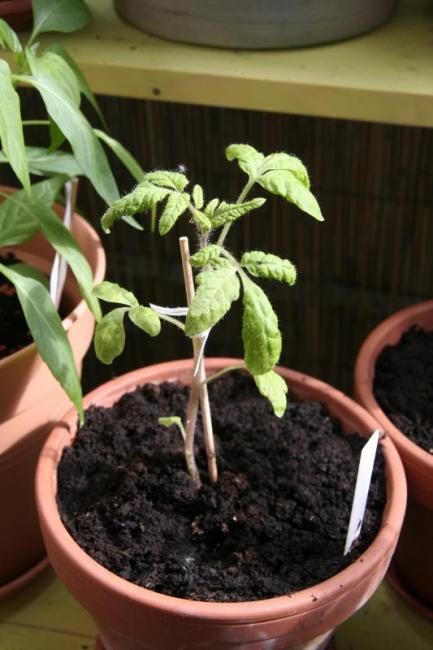 Tomate Balkonzauber, Lycopersicon esculentum