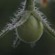 Tomate Balkonzauber, Lycopersicon esculentum