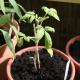 Tomate Balkonzauber, Lycopersicon esculentum
