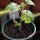 Johannisbeertomate, Lycopersicum pimpinellifolium