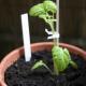 Tomate Fiaschetto