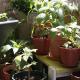 Friedliches Miteinenader in der Chili-Tomaten-WG 