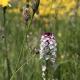 Wilde Orchidee!?