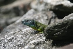 Bunte Echse im verlassenen Bergdorf Pogallo im Nationalpark Valle Grande