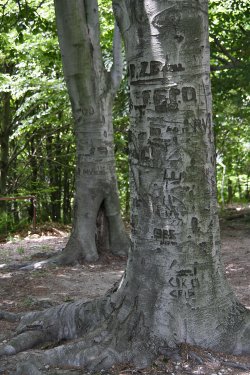 Geritzte Bäume am Aussichtspunkt beim M. Croce