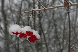 Rote Beeren unter einer Schneedecke 