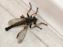 Diese bizarren Flug-Insekten tummeln sich neuerdings ums Haus.