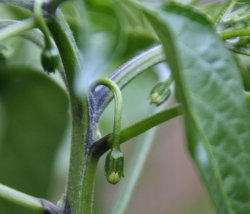 Die Königsblüte in der ersten Y-Verzweigung 