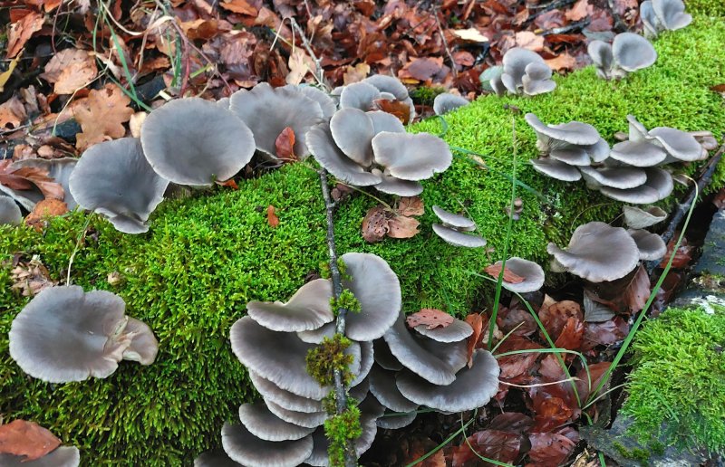 Hier kommt der Austernseitling her. Aus einem Stück davon habe ich den Pilz im Glas geklont. 