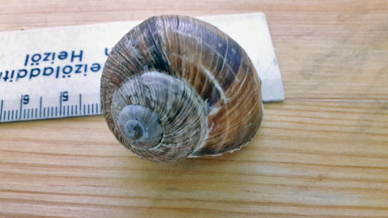 Zum Vergleich ein Bild von einer Weinbergschnecke aus dem selben Garten