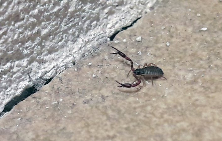 Macht auf dicke Hose: Der Pseudo-Skorpion.  