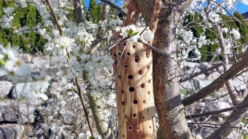 Da wohnen, wo es auch das Mittagessen gibt. Meine Mini-Insektenhotels lassen sich einfach in Büsche und Bäume hängen.   