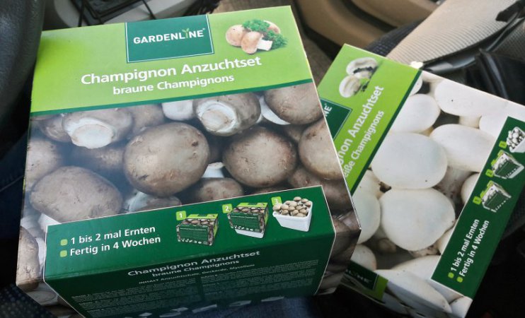 Die muss ich einfach testen: Champignon Anzuchtsets von Aldi