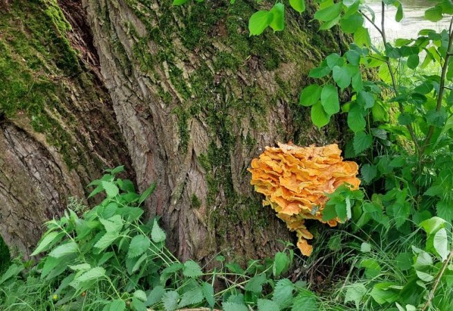 Vor zwei Wochen war da noch nichts: An einer alten Weide direkt am Wegesrand wuchert ein Schwefelporling aus dem Stamm