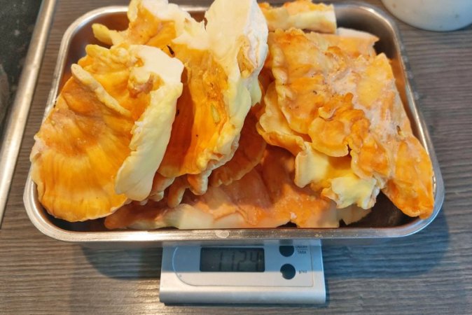 Etwas mehr als ein Kilo "Chicken of the Woods" habe ich mir gegönnt. Mindestens zehn weitere Kilo blieben am Baum.und zehn Kilo d   