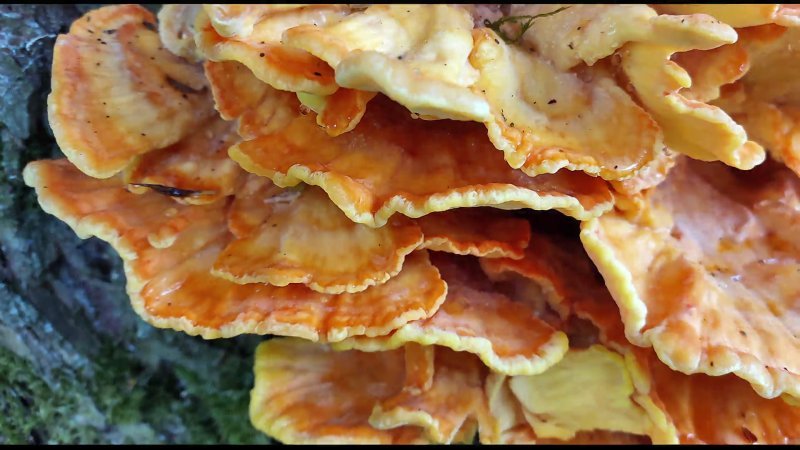 Der Schwefelporling macht seinem Spitznamen "chicken od the woods" alle Ehre  