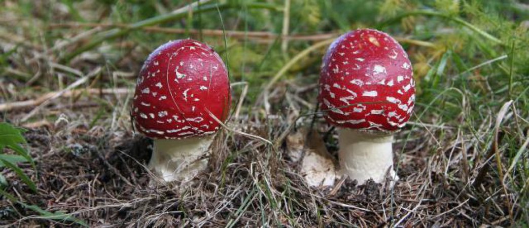 Giftige Zwillingspile am Wegesrand beim Feldberg.