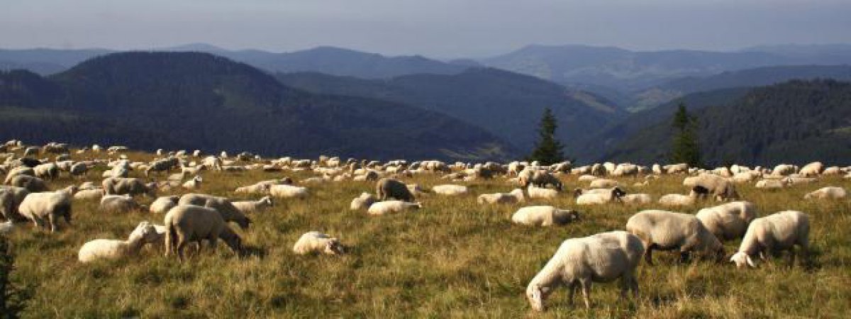 Impressionen vom Westweg: Eine Schaafherde genießt 2008 den Ausblick auf dem Feldberg