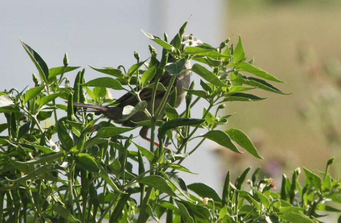 Scharfes Versteck: Spatz im Chili-Strauch.