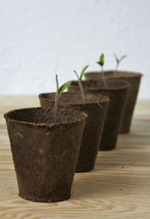 Alle da: Alle Johannisbeertomaten, die Balkonzauber sowie die Fiascettos wachsen bereits.