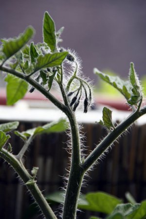 Haarige Tomatenblüten 