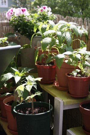 Friedliches Miteinenader in der Chili-Tomaten-WG 