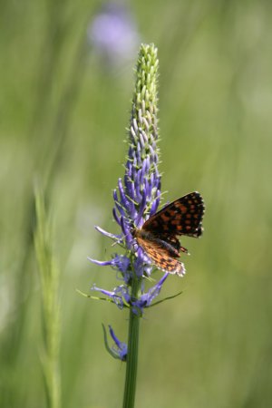 Artenreiche Blumenwiesen