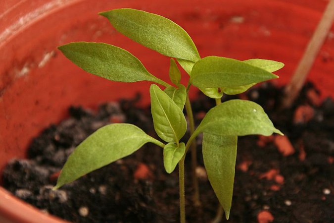 Chilipflanze rund zwei Wochen nach dem Umtopfen - 1