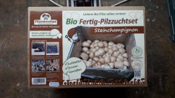 Dieses Bio Fertig-Pilzzuchtset mit brauen Champignons teste ich jetzt mal    