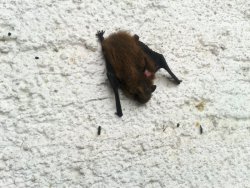 Die kleine Fledermaus hat es sich tagsüber unter dem Fensterladen gemütlich gemacht