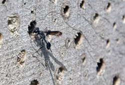 Ein Stahlblauer Grillenjäger hat sich für ein Nistloch im Insektenhotel entschieden.  