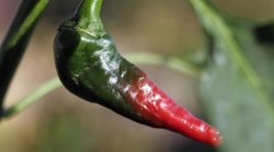 Diese Hot-Pepper Pflanze produziert allerlei Mutanten-Chilis.