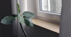 Fensterbrett fertig verputzt und verfugt. Da fühlt sich auch die Frangipani wohl.