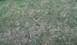 Zahlreiche Kreise zieren nach dem langen Winter den Rasen.