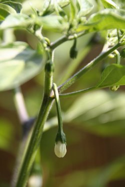 Ungeöffnete Chiliblüte 