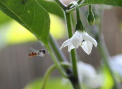 Schwebfliege im Anflug