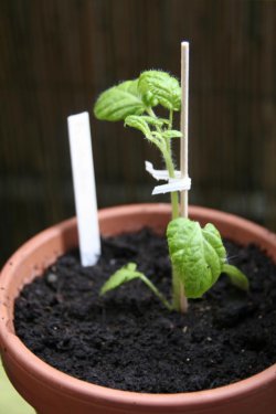 Tomate Fiaschetto