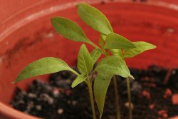 Chilipflanze rund zwei Wochen nach dem Umtopfen - 2